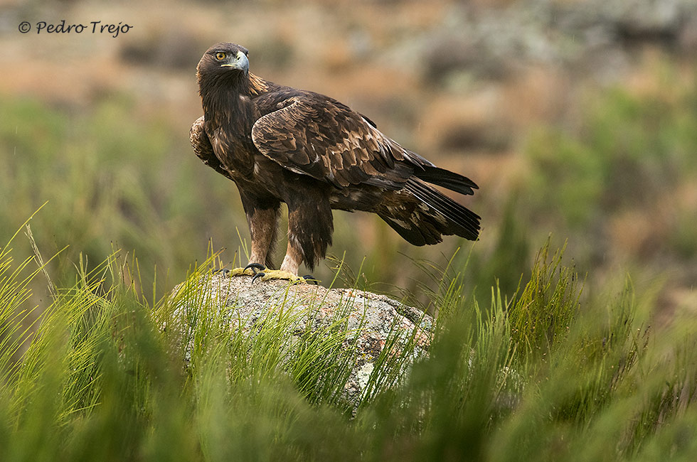 Águila real (Aguila chrysaetos)